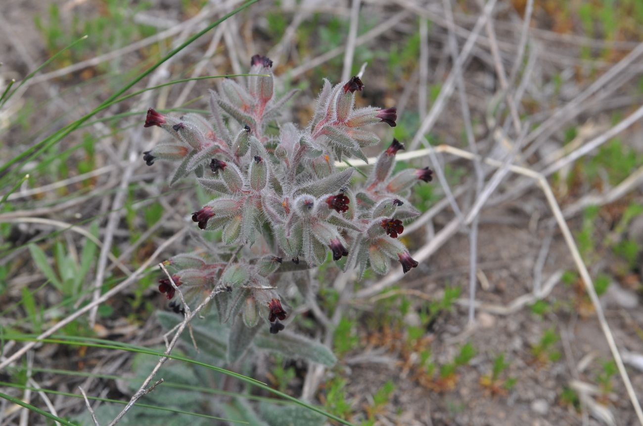 Image of Nonea pulla specimen.