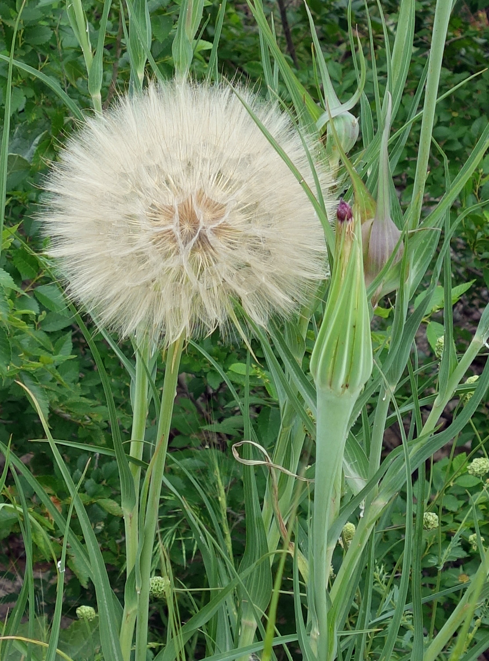 Image of Tragopogon pseudomajor specimen.