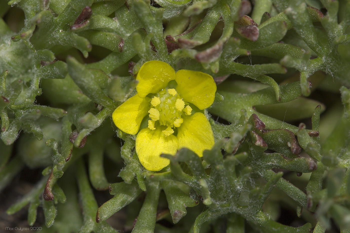 Image of Ceratocephala falcata specimen.