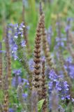 Nepeta nervosa