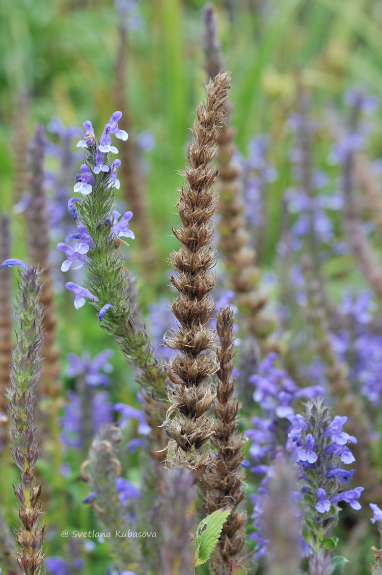 Изображение особи Nepeta nervosa.