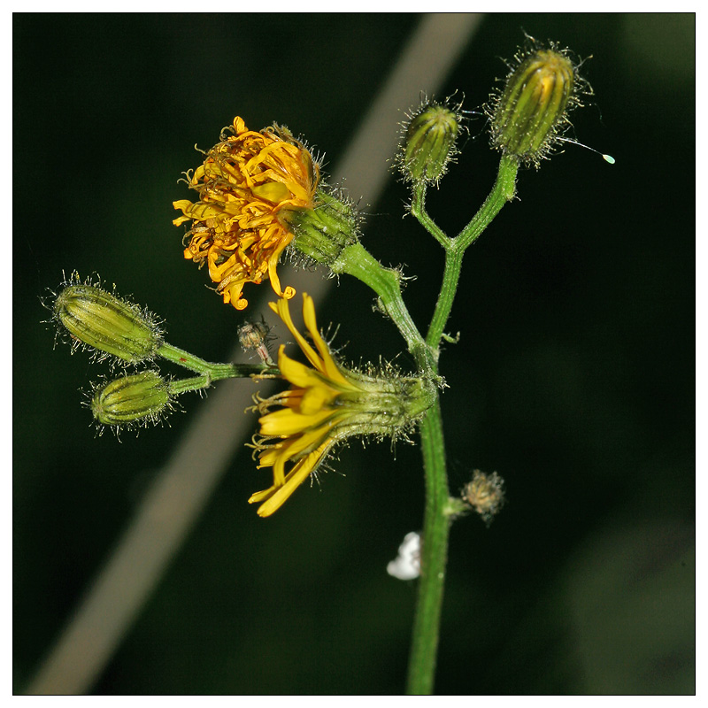 Image of Crepis paludosa specimen.