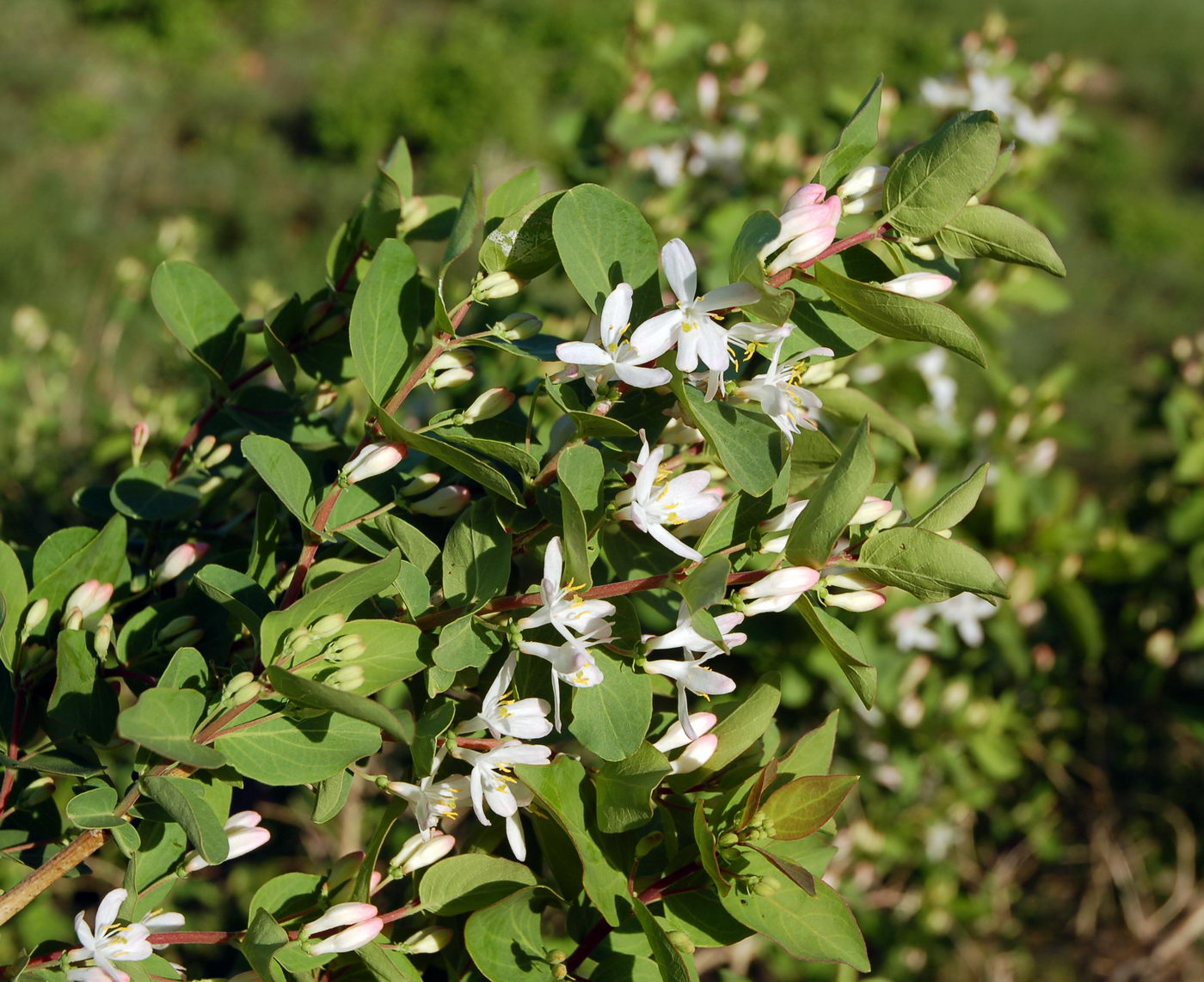 Image of Lonicera tatarica specimen.