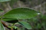 Salix alba