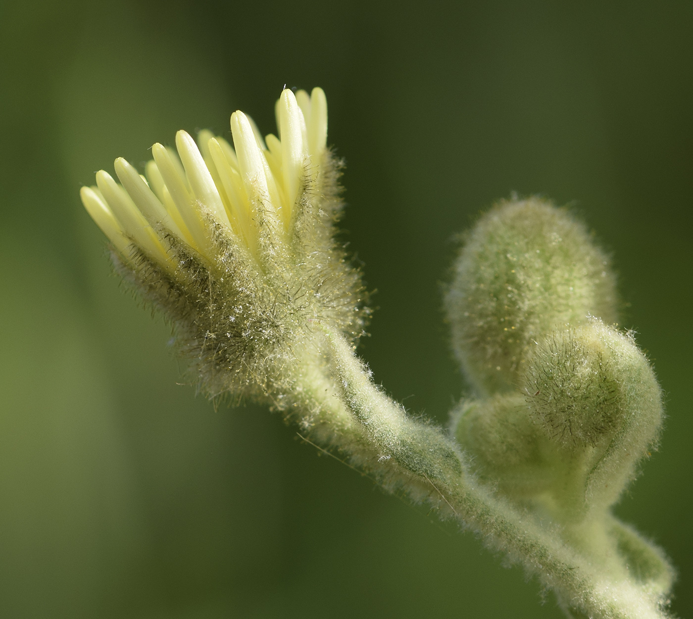 Изображение особи Andryala integrifolia.