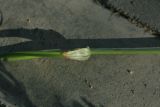 Carex neurocarpa
