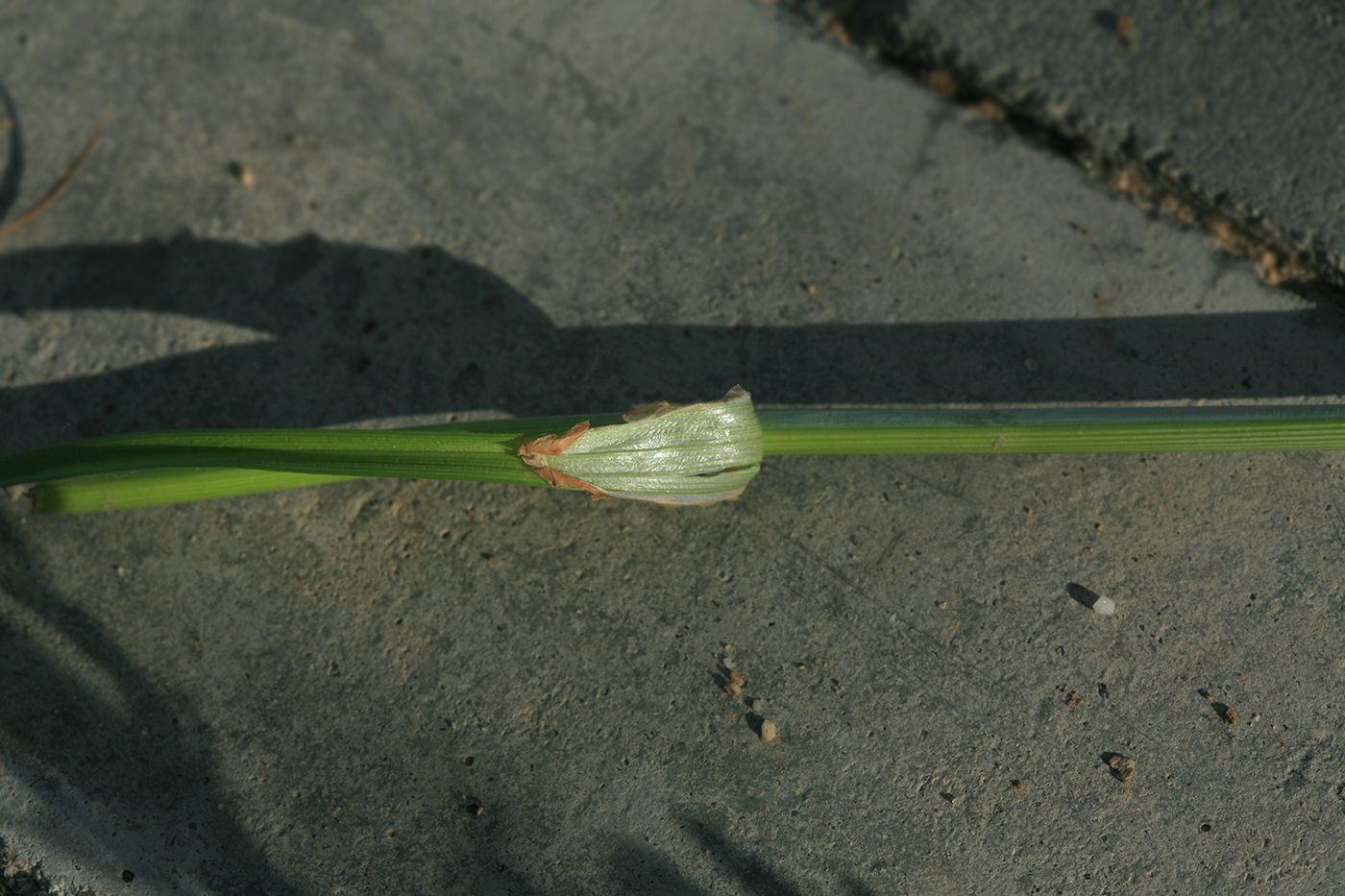 Image of Carex neurocarpa specimen.