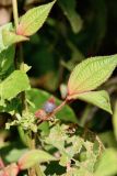 Miconia crenata