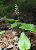 Maianthemum bifolium