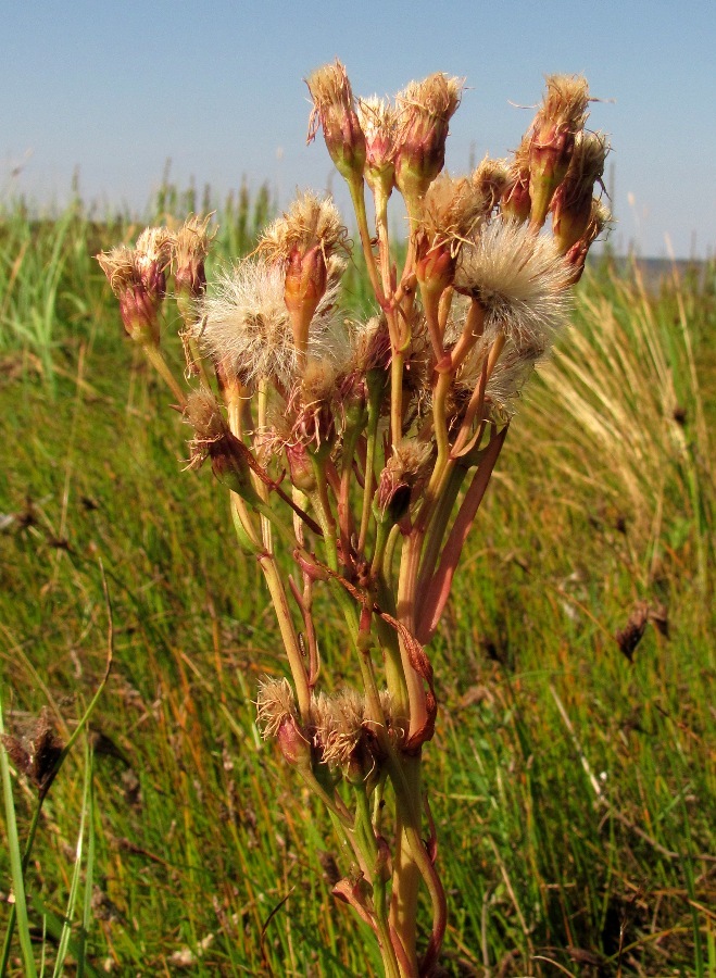 Image of Tripolium pannonicum ssp. tripolium specimen.