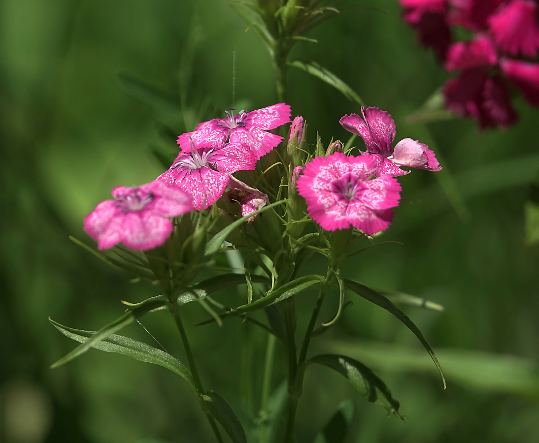 Изображение особи Dianthus barbatus.