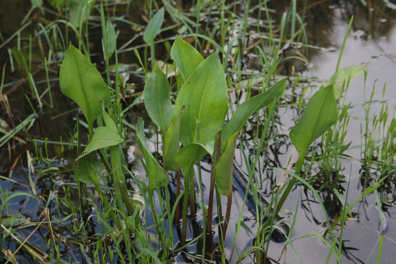 Изображение особи Alisma plantago-aquatica.