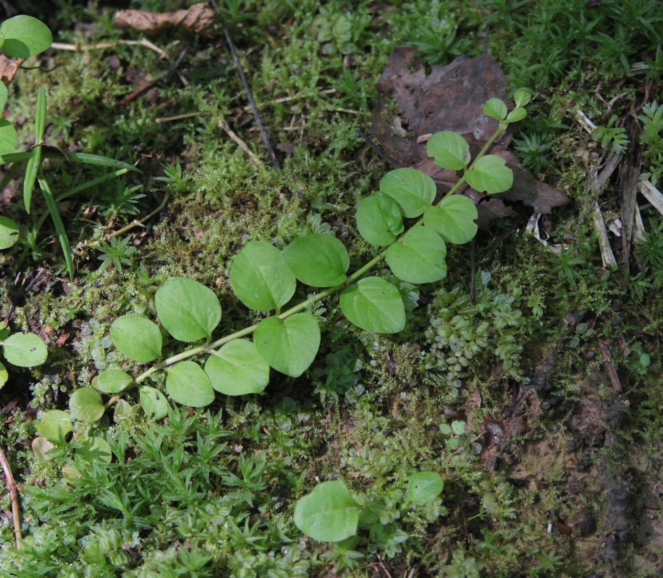 Изображение особи Lysimachia nummularia.