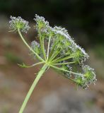 Kitagawia eryngiifolia. Соцветие. Приморский край, Партизанский р-н, гора Ольховая, выс. 1560 м н.у.м., каменистая россыпь на южном склоне. 29.07.2020.