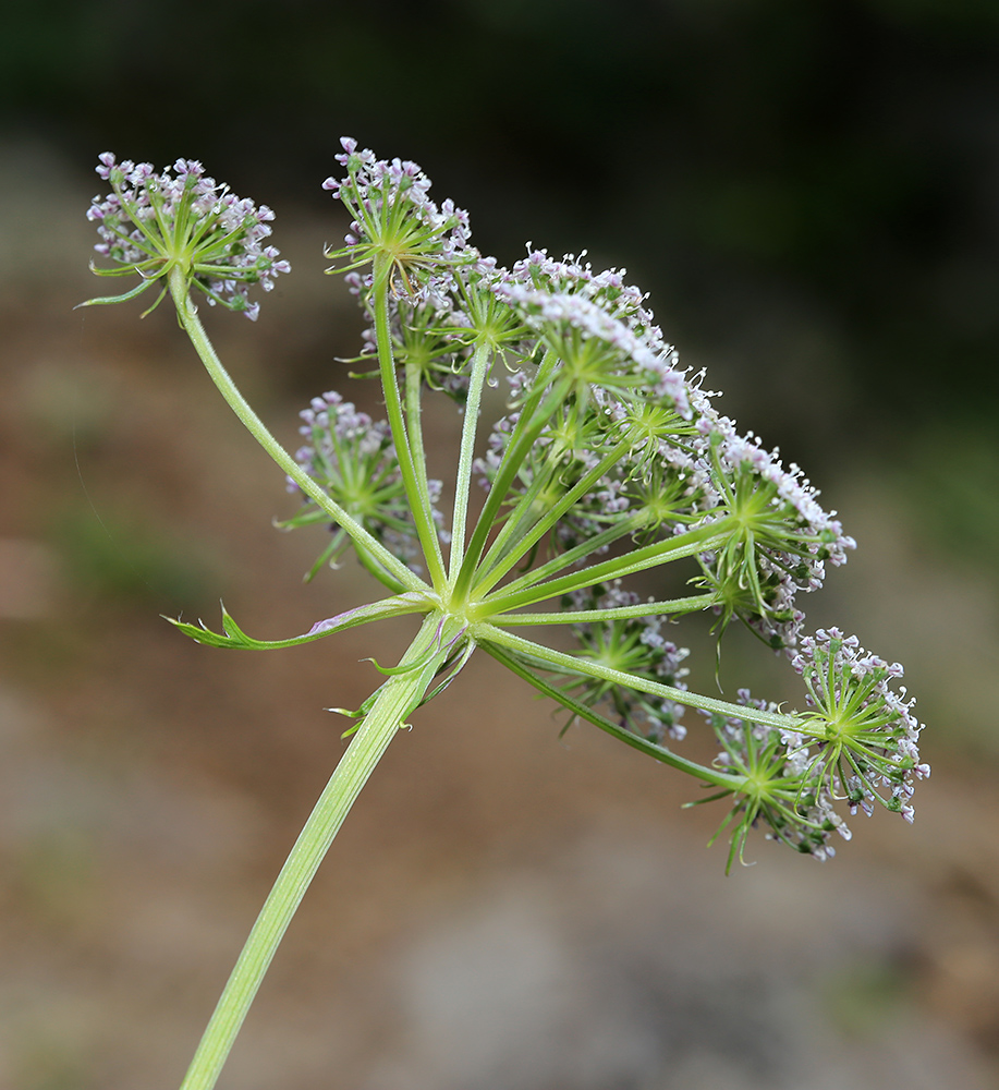 Изображение особи Kitagawia eryngiifolia.