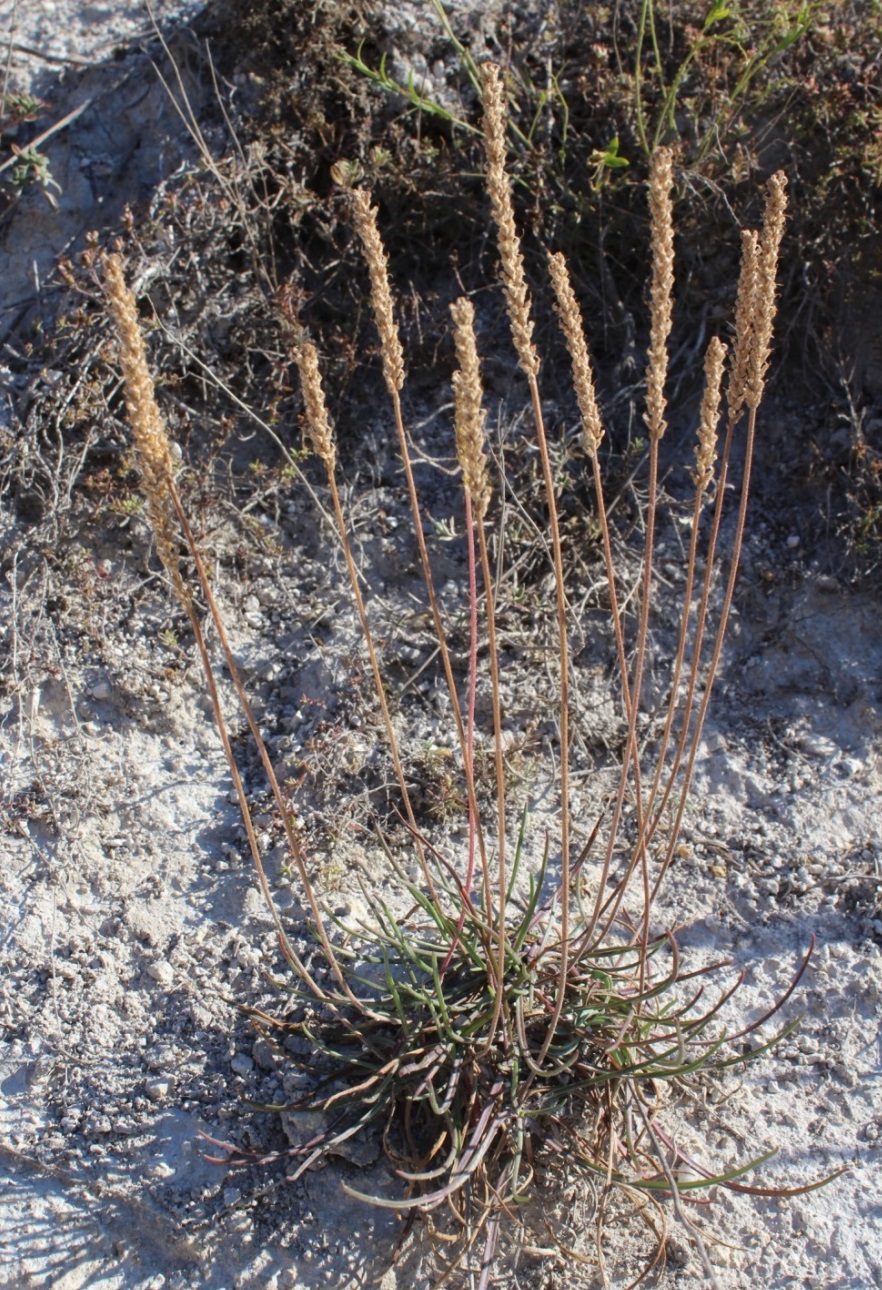 Изображение особи Plantago salsa.