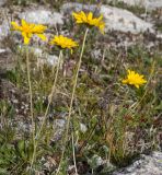 Anthemis marschalliana ssp. pectinata