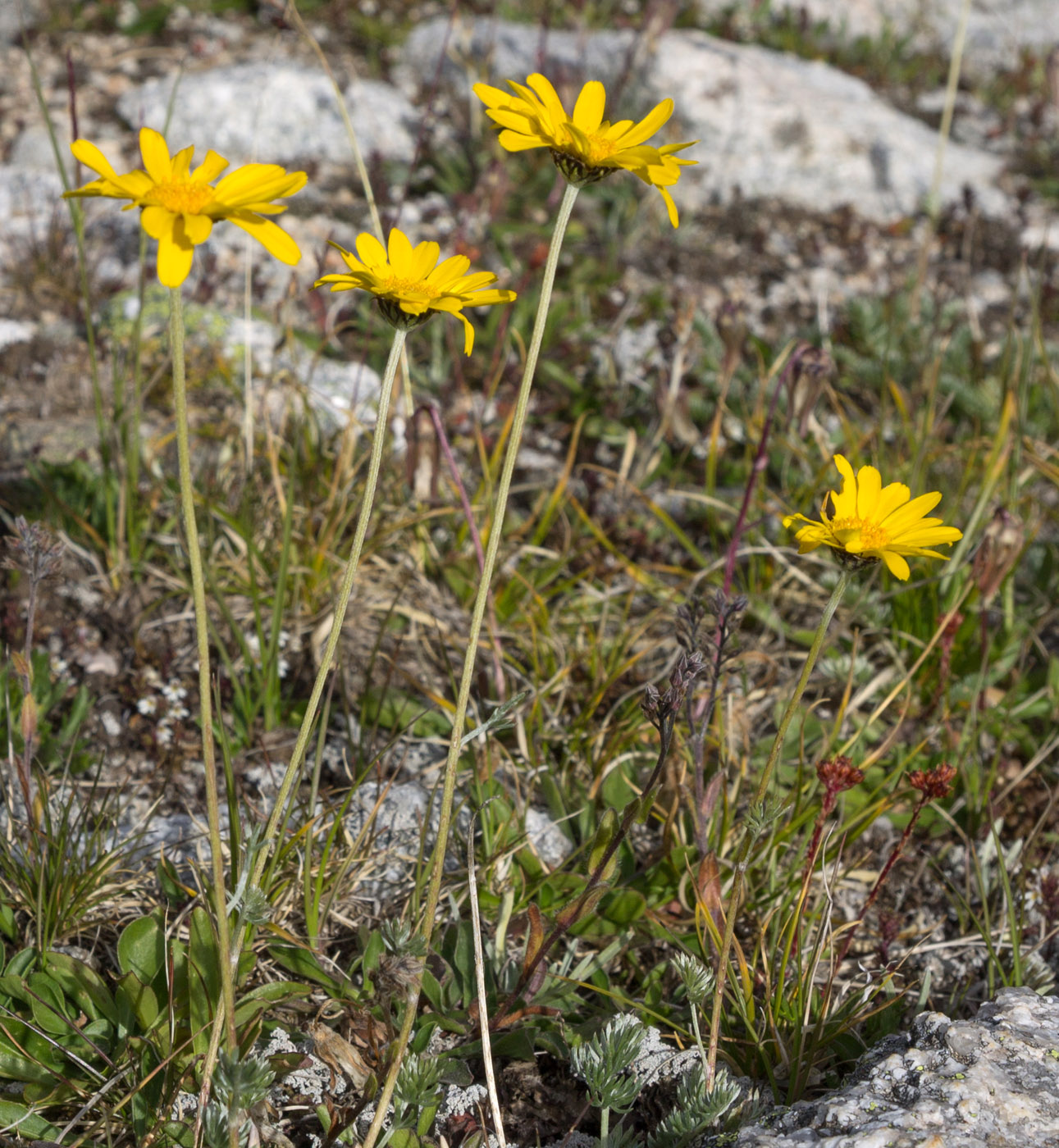 Image of Anthemis marschalliana ssp. pectinata specimen.