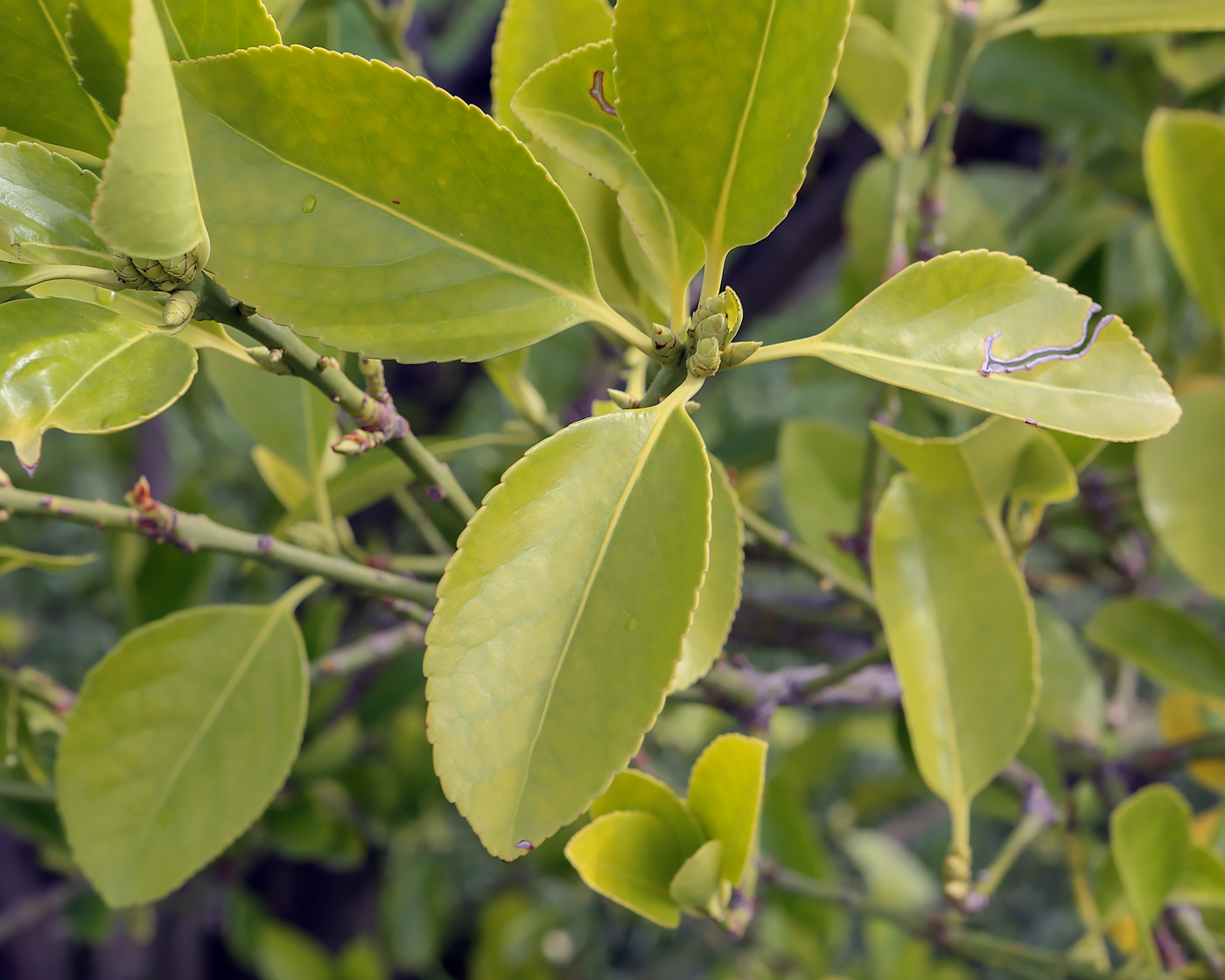 Изображение особи Euonymus japonicus.