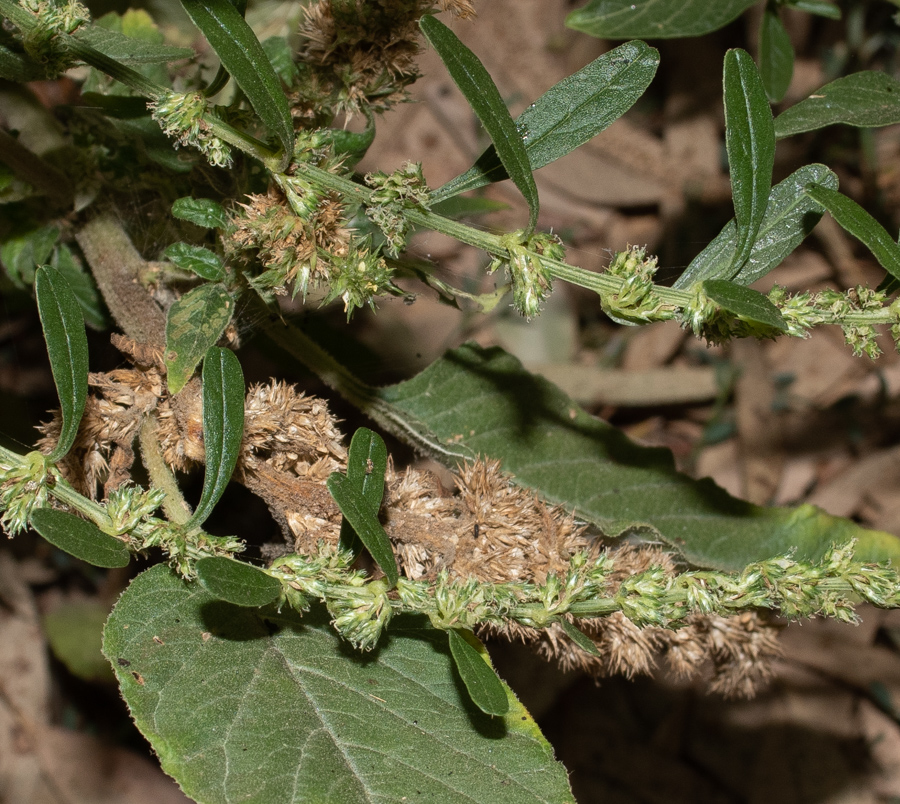 Изображение особи Amaranthus tuberculatus.