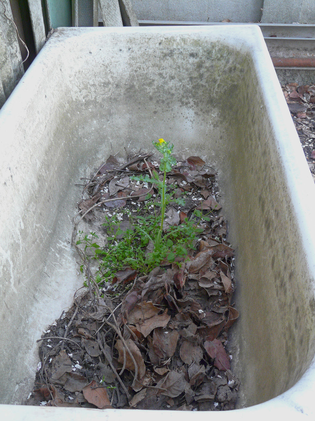 Image of Senecio vernalis specimen.