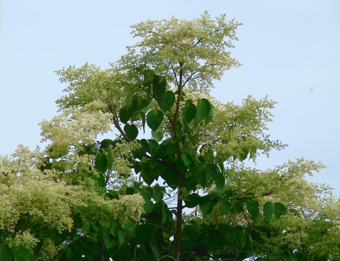 Image of Syringa amurensis specimen.