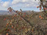 Crataegus orientalis