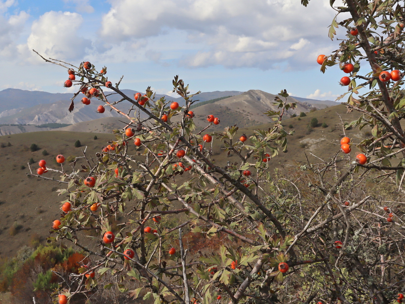 Изображение особи Crataegus orientalis.