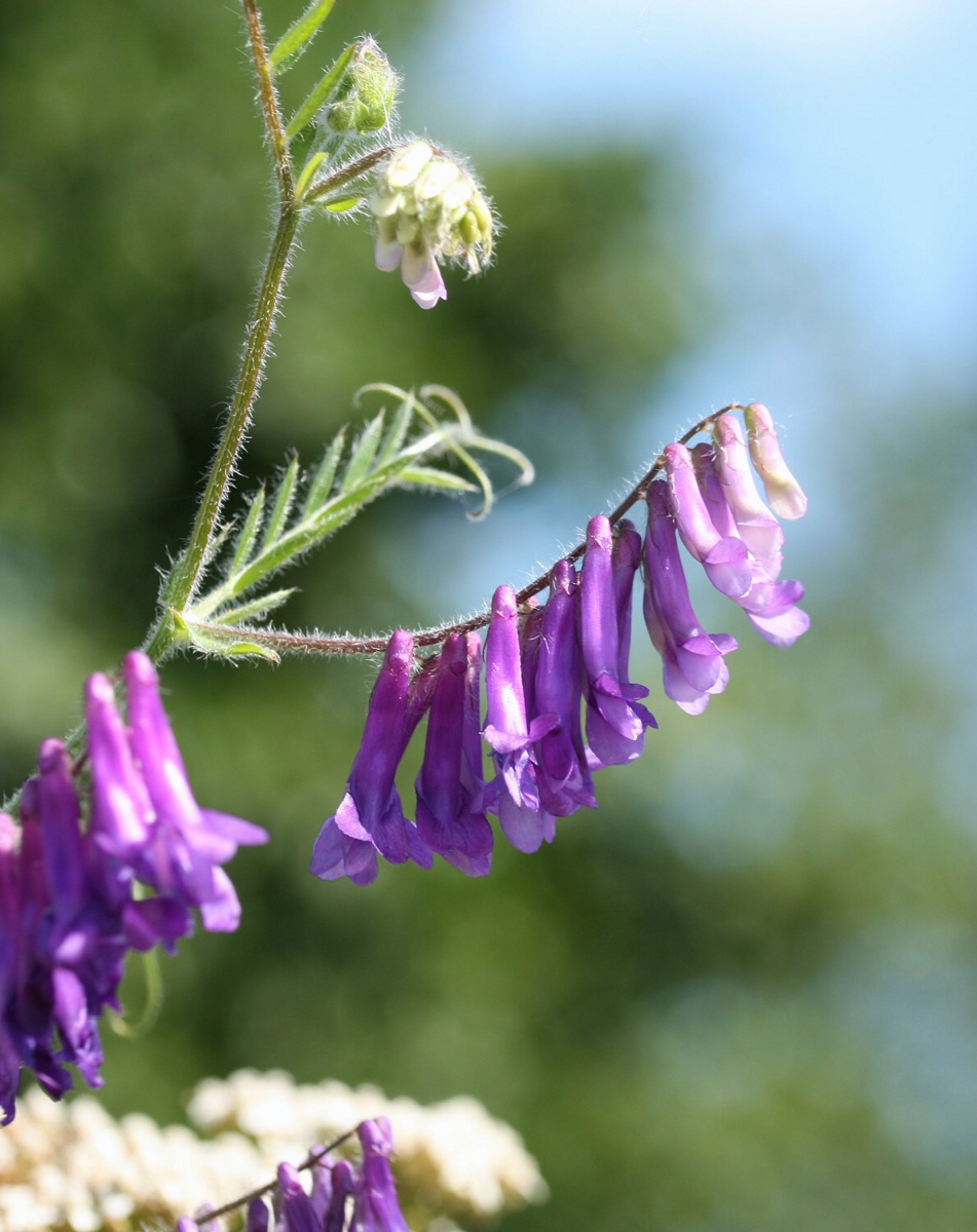 Image of Vicia villosa specimen.