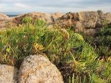 Crithmum maritimum