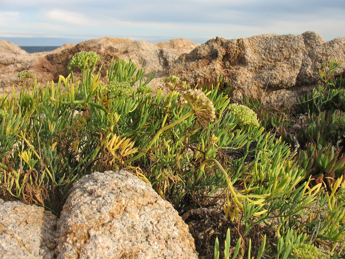 Изображение особи Crithmum maritimum.