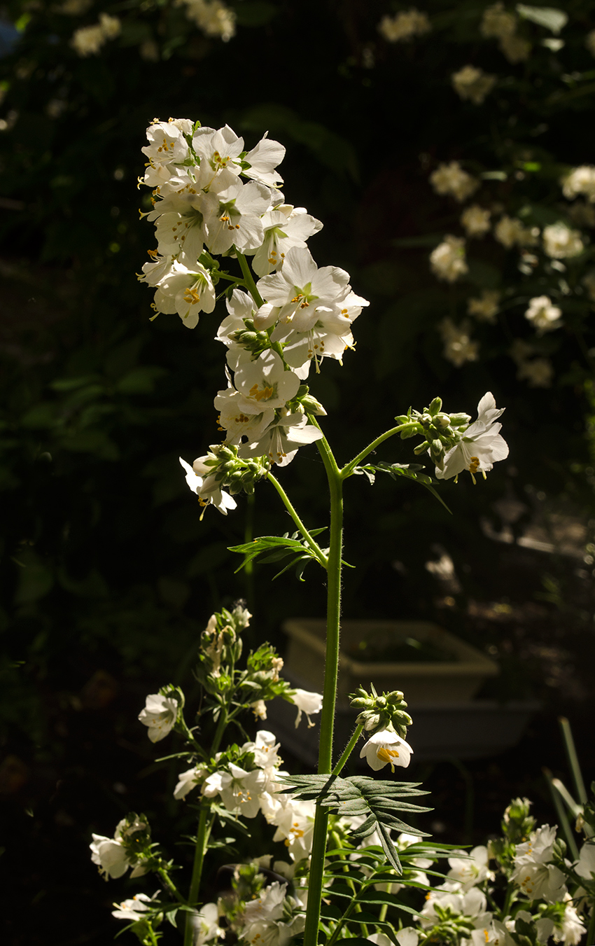 Image of genus Polemonium specimen.