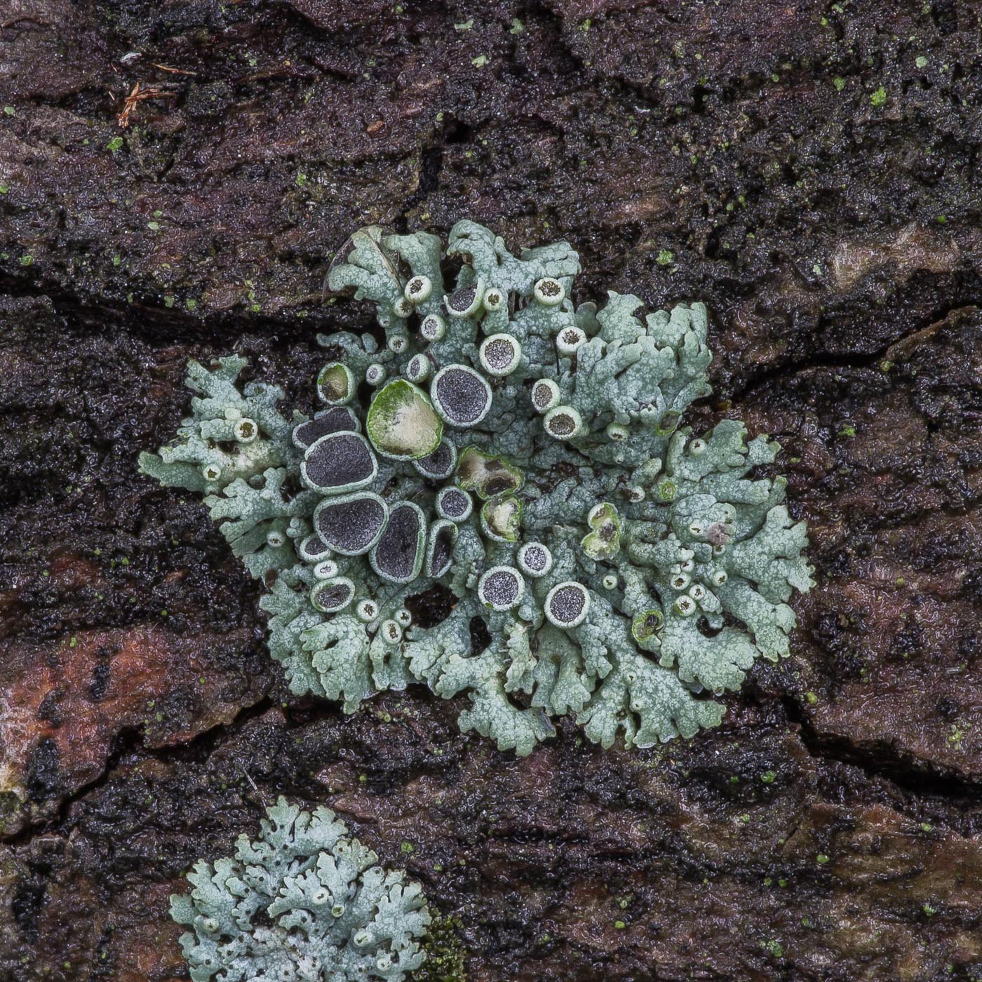 Image of Physcia stellaris specimen.