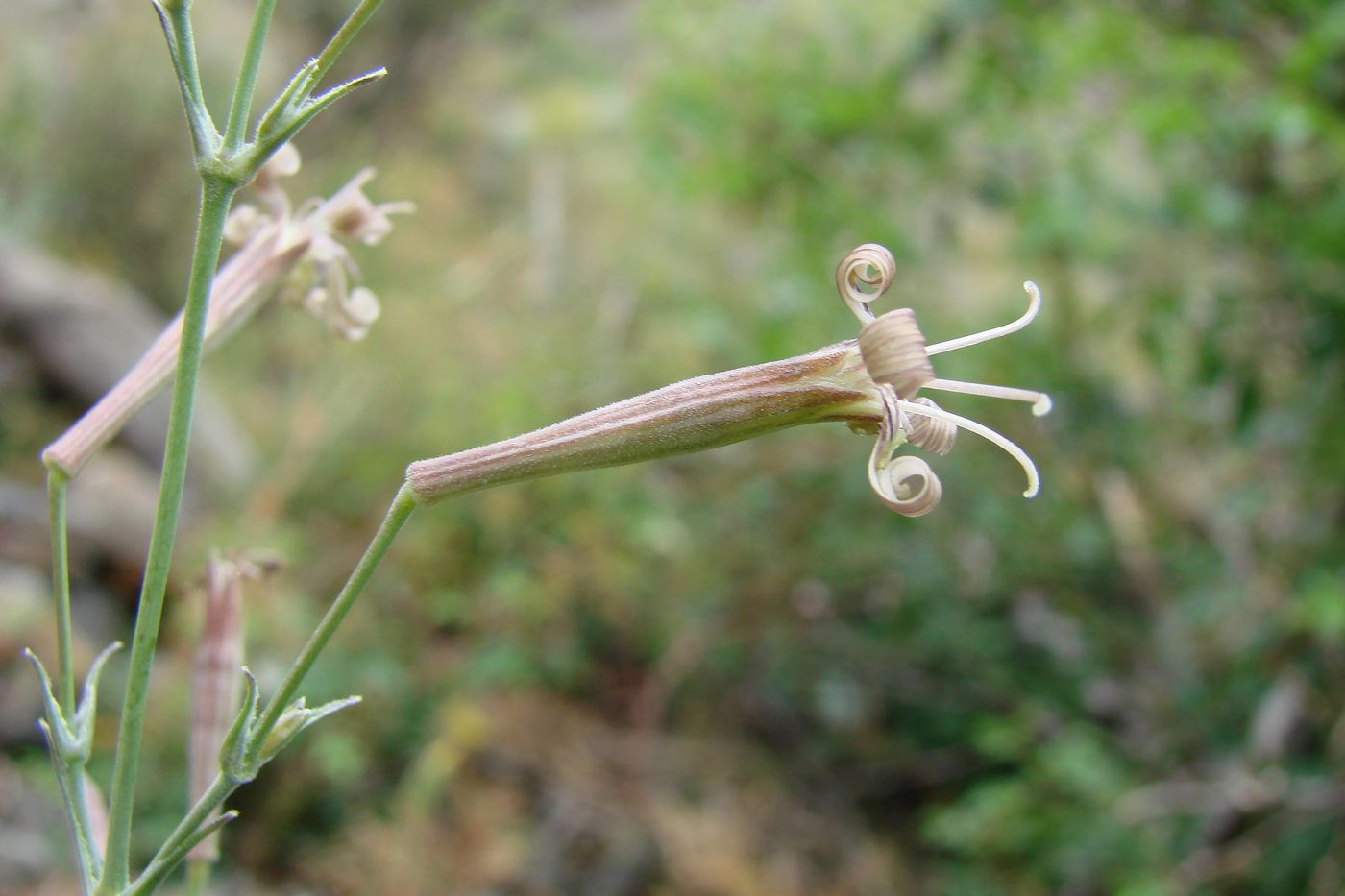 Image of Silene longicalycina specimen.