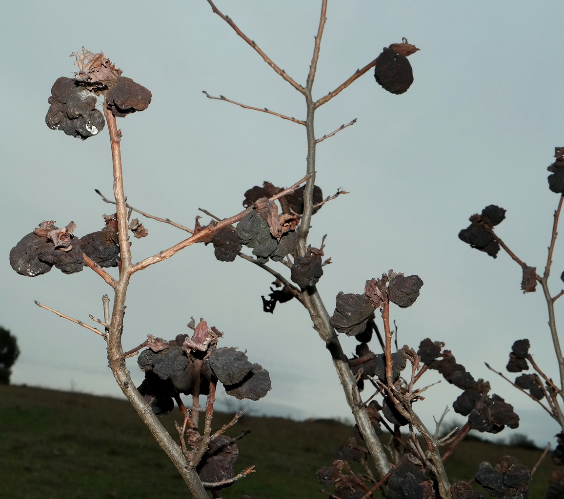 Image of Ulmus minor specimen.