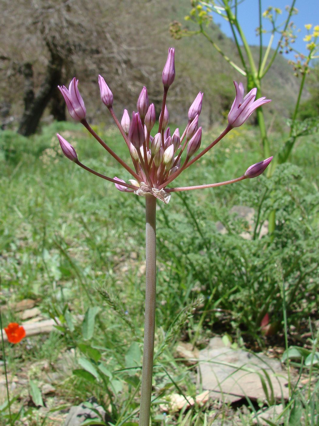 Изображение особи Allium cupuliferum.