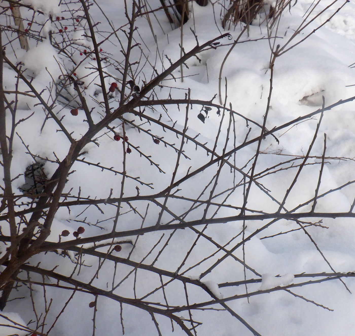 Image of Cotoneaster horizontalis specimen.