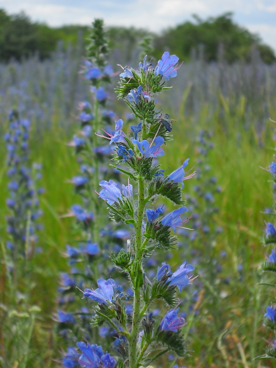 Изображение особи Echium vulgare.