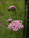 Achillea asiatica