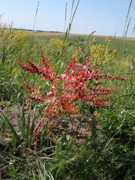 Image of Blitum virgatum specimen.