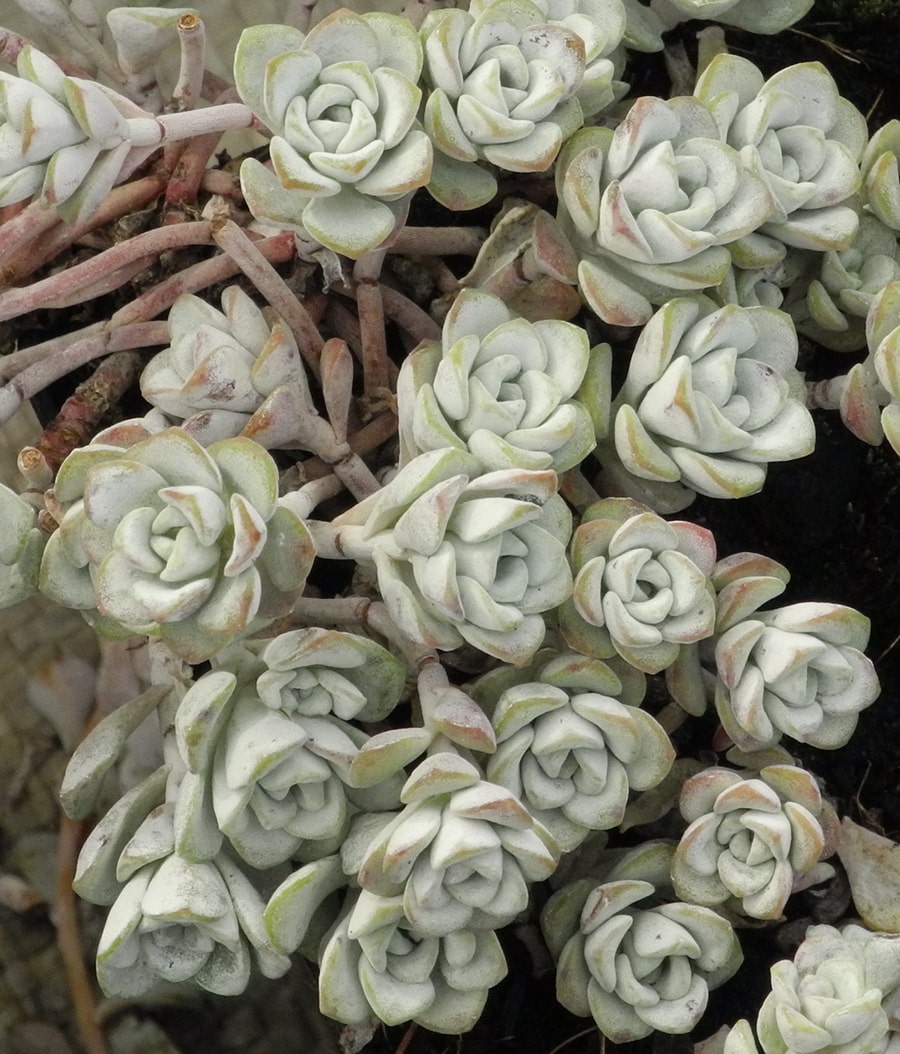 Image of Sedum spathulifolium specimen.