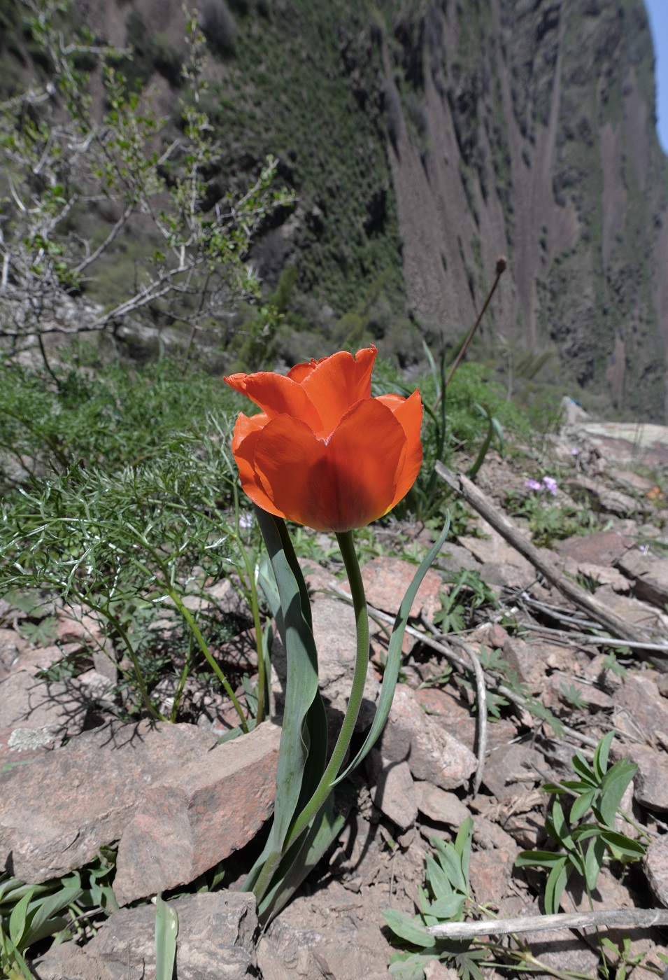 Image of Tulipa greigii specimen.