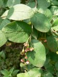 Cotoneaster melanocarpus. Верхушка побега с соцветиями. Хабаровск, около Краевой клинической больницы №1, в культуре. 08.06.2013.