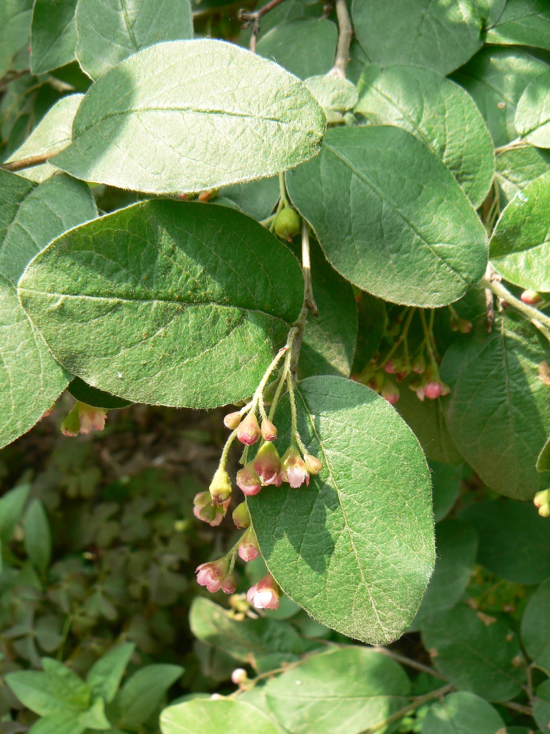 Image of Cotoneaster melanocarpus specimen.