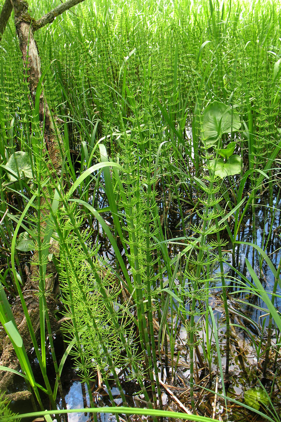 Изображение особи Equisetum fluviatile.