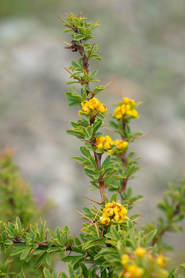 Изображение особи Berberis kaschgarica.