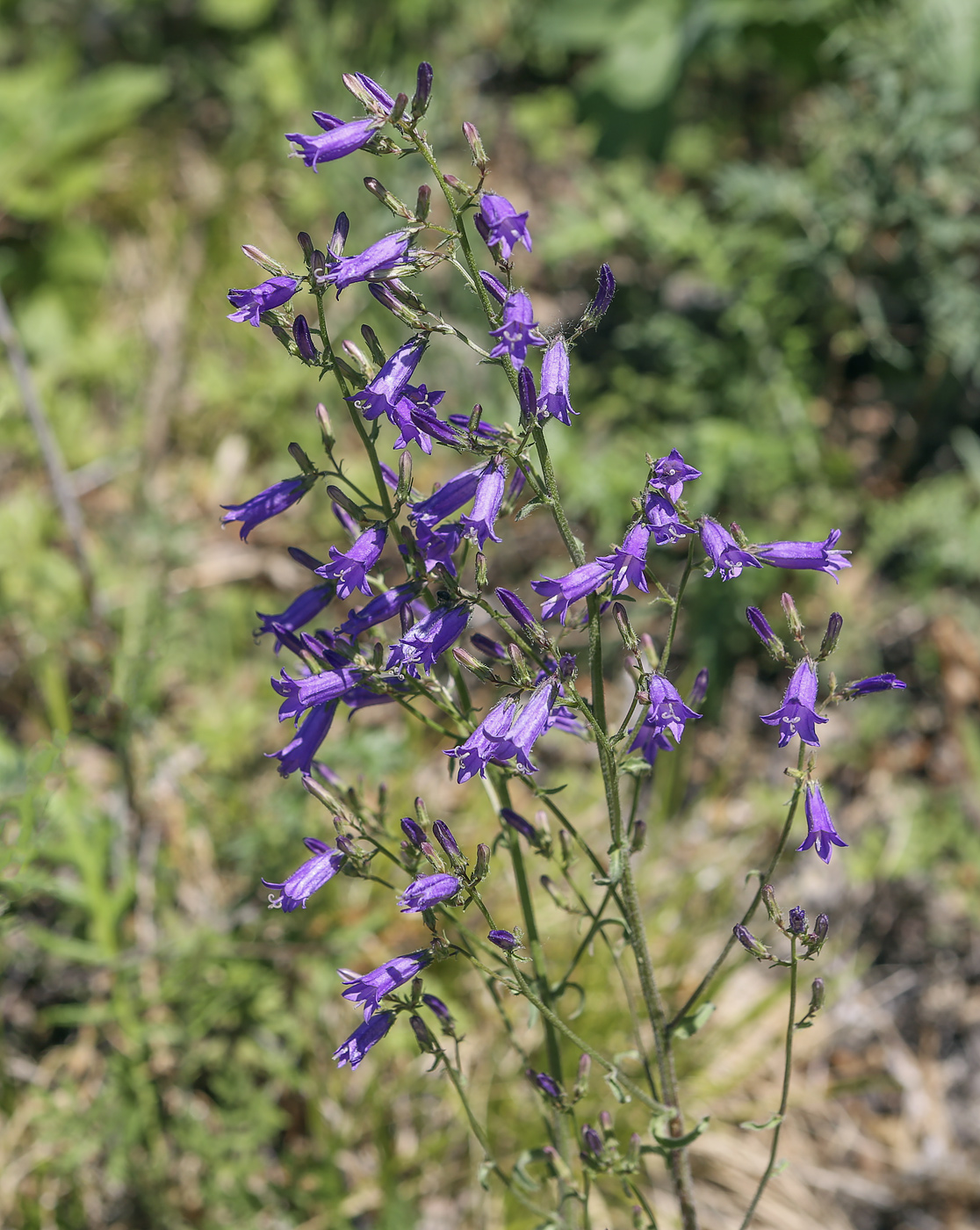 Изображение особи Campanula sibirica.