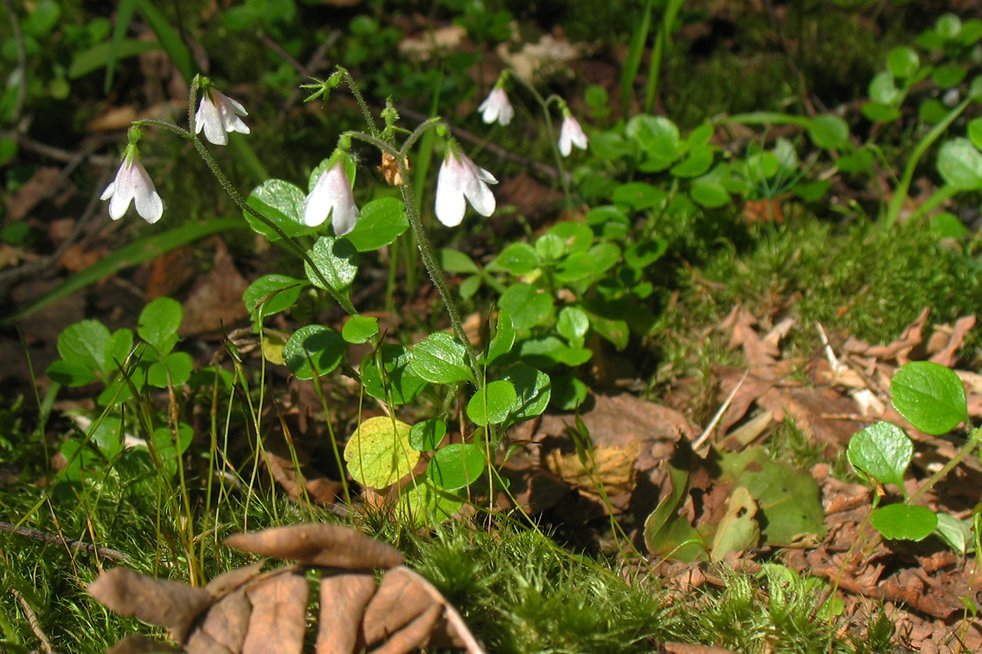 Image of Linnaea borealis specimen.