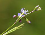 Polygala tenuifolia. Верхушка побега с цветком и бутонами. Приморский край, Октябрьский р-н, окр. с. Заречное, гора Сенькина Шапка, на южном остепнённом склоне у вершины горы. 27.06.2021.