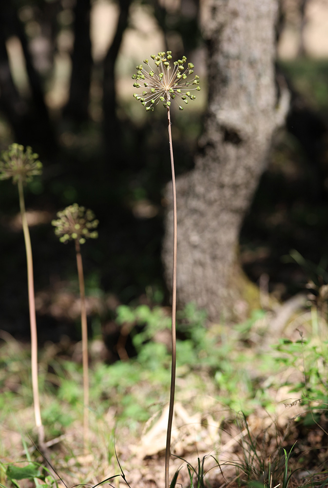 Image of Allium grande specimen.